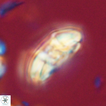 Chontriemfanisi apomnemoneumus 69511