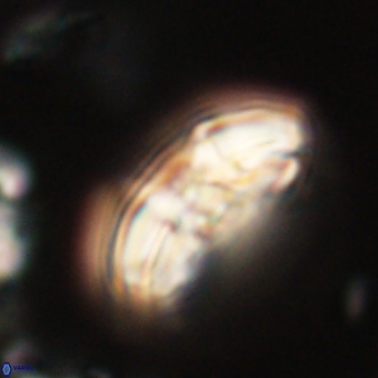 Chontriemfanisi apomnemoneumus 69512