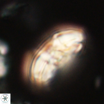 Chontriemfanisi apomnemoneumus 69512