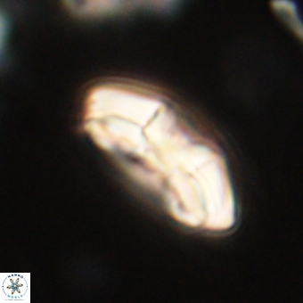 Chontriemfanisi apomnemoneumus 69513