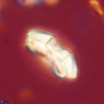 Chontriemfanisi apomnemoneumus 69514