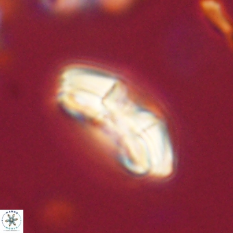 Chontriemfanisi apomnemoneumus 69514