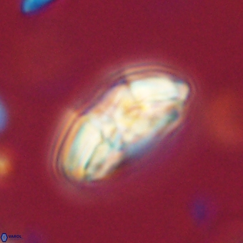 Chontriemfanisi apomnemoneumus 69519