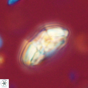 Chontriemfanisi apomnemoneumus 69519