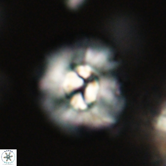 Chontriemfanisi apomnemoneumus 69521