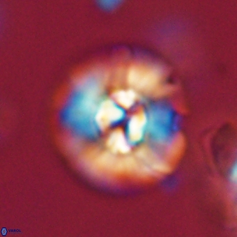 Chontriemfanisi apomnemoneumus 69522