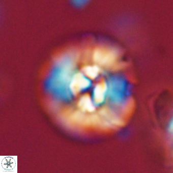 Chontriemfanisi apomnemoneumus 69522