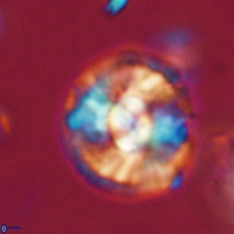 Chontriemfanisi apomnemoneumus 69523