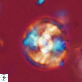 Chontriemfanisi apomnemoneumus 69523