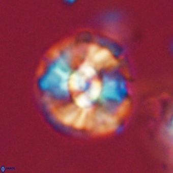 Chontriemfanisi apomnemoneumus 69525