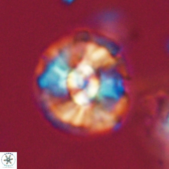 Chontriemfanisi apomnemoneumus 69525