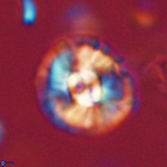 Chontriemfanisi apomnemoneumus 69526