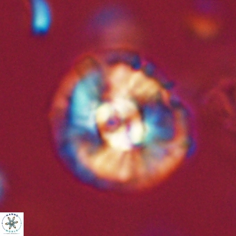Chontriemfanisi apomnemoneumus 69526