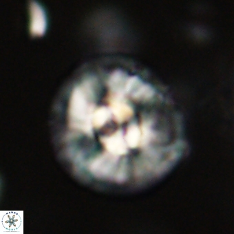 Chontriemfanisi apomnemoneumus 69527