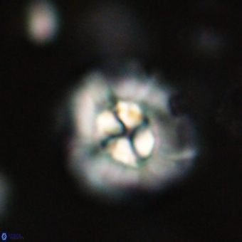 Chontriemfanisi apomnemoneumus 69528