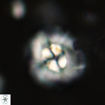 Chontriemfanisi apomnemoneumus 69528