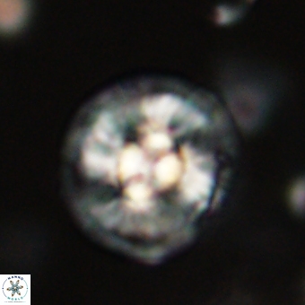Chontriemfanisi apomnemoneumus 69531
