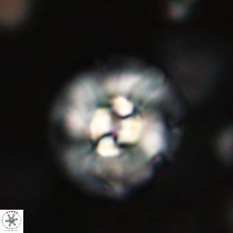 Chontriemfanisi apomnemoneumus 69532