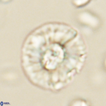 Chontriemfanisi apomnemoneumus 69534