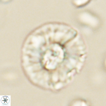 Chontriemfanisi apomnemoneumus 69534
