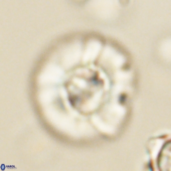 Chontriemfanisi apomnemoneumus 69535