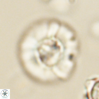 Chontriemfanisi apomnemoneumus 69535