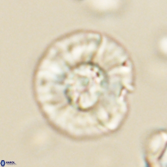 Chontriemfanisi apomnemoneumus 69536