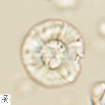 Chontriemfanisi apomnemoneumus 69536
