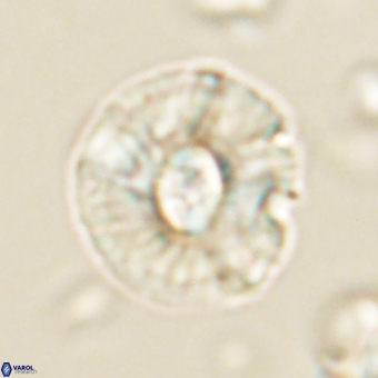 Chontriemfanisi apomnemoneumus 69537