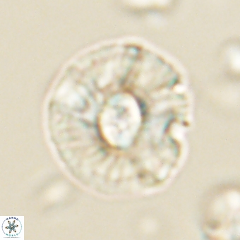 Chontriemfanisi apomnemoneumus 69537