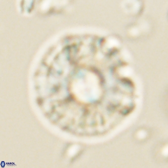 Chontriemfanisi apomnemoneumus 69538