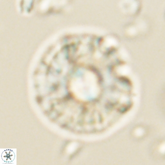 Chontriemfanisi apomnemoneumus 69538