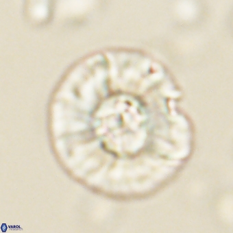 Chontriemfanisi apomnemoneumus 69539