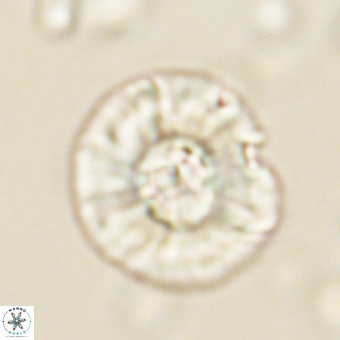 Chontriemfanisi apomnemoneumus 69539