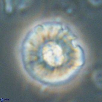 Chontriemfanisi apomnemoneumus 69541