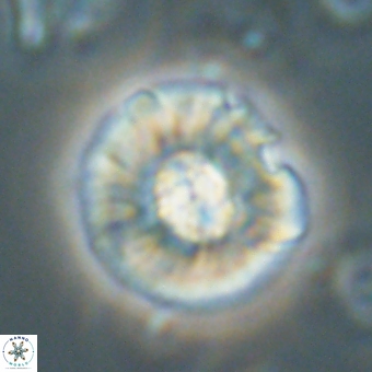 Chontriemfanisi apomnemoneumus 69541