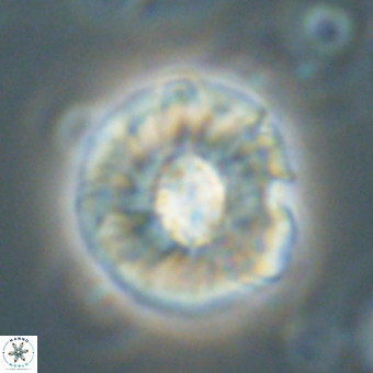 Chontriemfanisi apomnemoneumus 69542