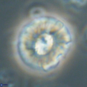 Chontriemfanisi apomnemoneumus 69543