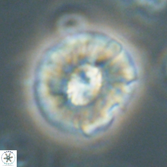 Chontriemfanisi apomnemoneumus 69543