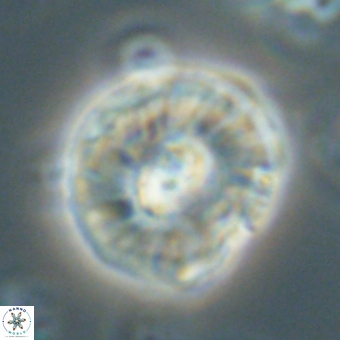 Chontriemfanisi apomnemoneumus 69544