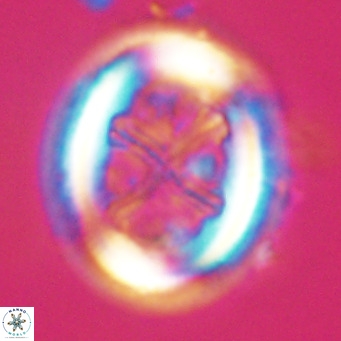 Chiasmolithus modestus VR 30729