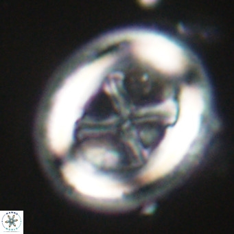 Chiasmolithus modestus VR 30734