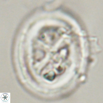 Chiasmolithus modestus VR 30737