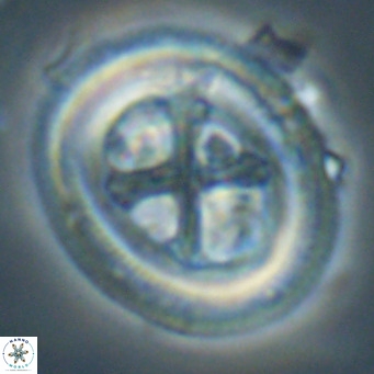 Chiasmolithus modestus VR 30739