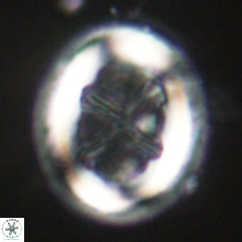 Chiasmolithus modestus VR 30730