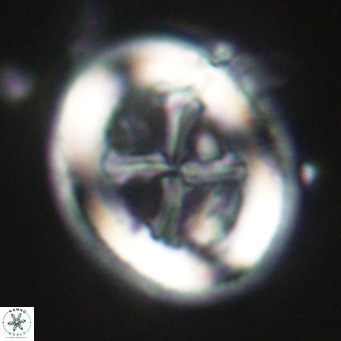 Chiasmolithus modestus VR 30731