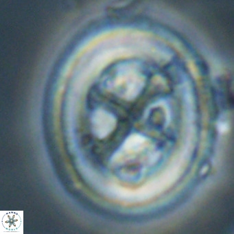 Chiasmolithus modestus VR 30740