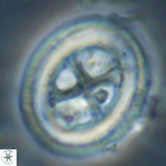 Chiasmolithus modestus VR 30741