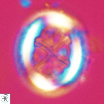 Chiasmolithus modestus VR 30742