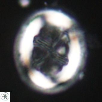 Chiasmolithus modestus VR 30743